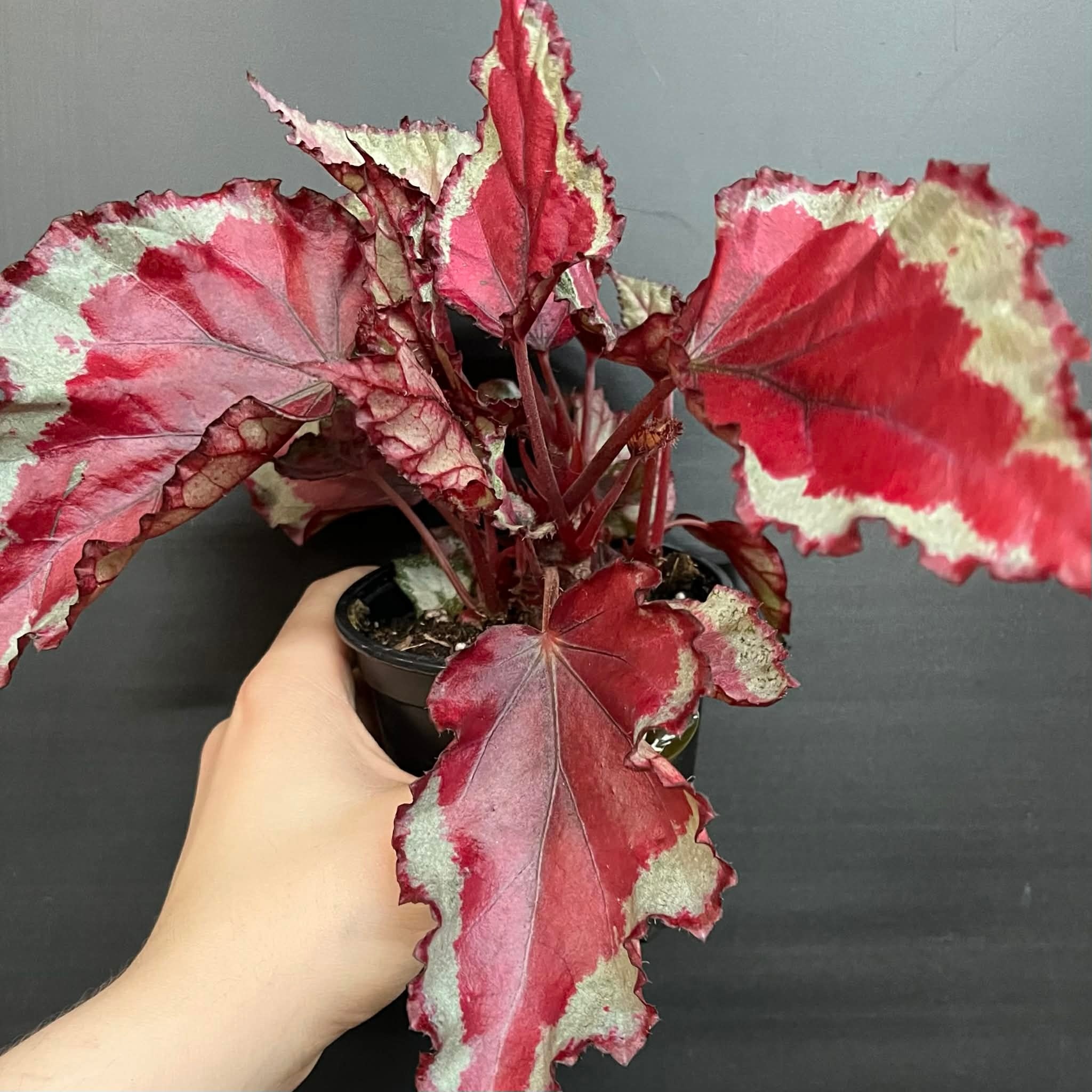 Magazoo Begonia Rex 'Rose Splash' Plant 9cm