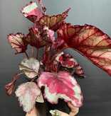Magazoo Begonia Rex 'Rose Splash' Plant 9cm