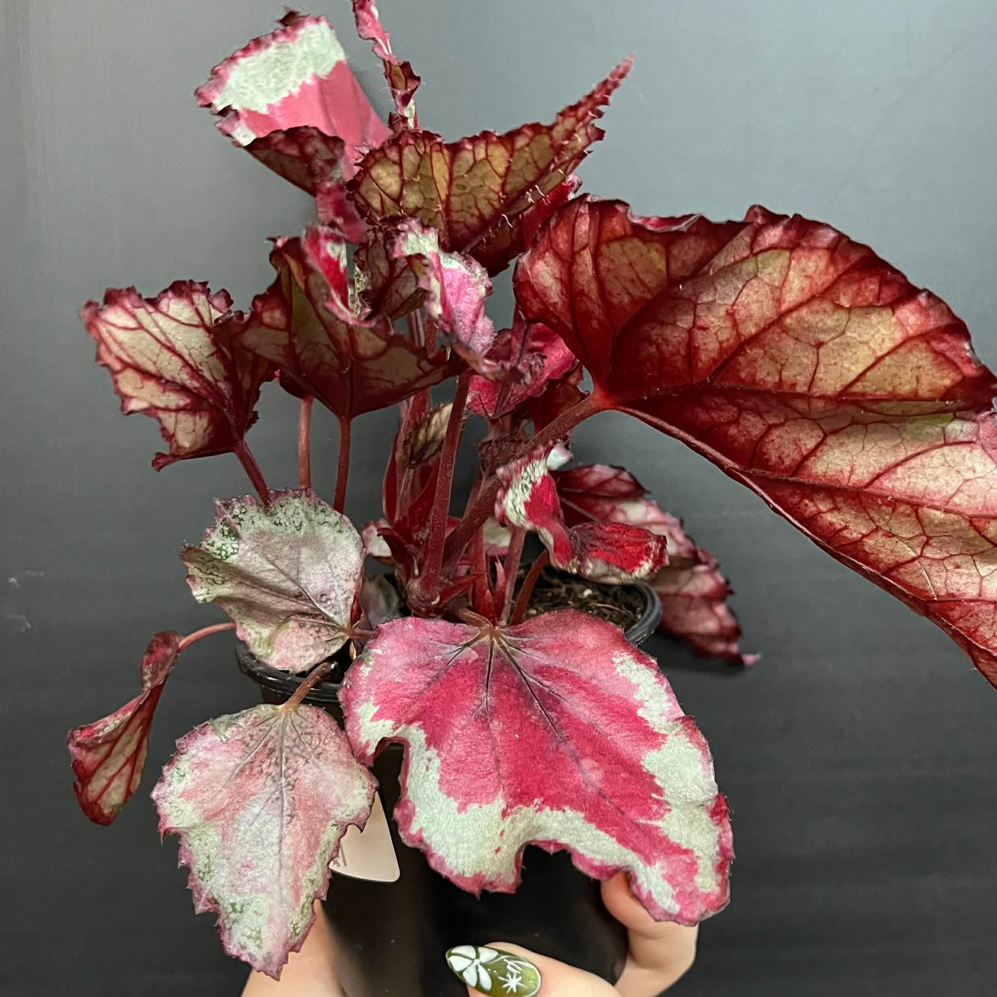 Magazoo Plante Begonia Rex 'Rose Splash' 9cm