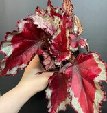Magazoo Plante Begonia Rex 'Rose Splash' 9cm