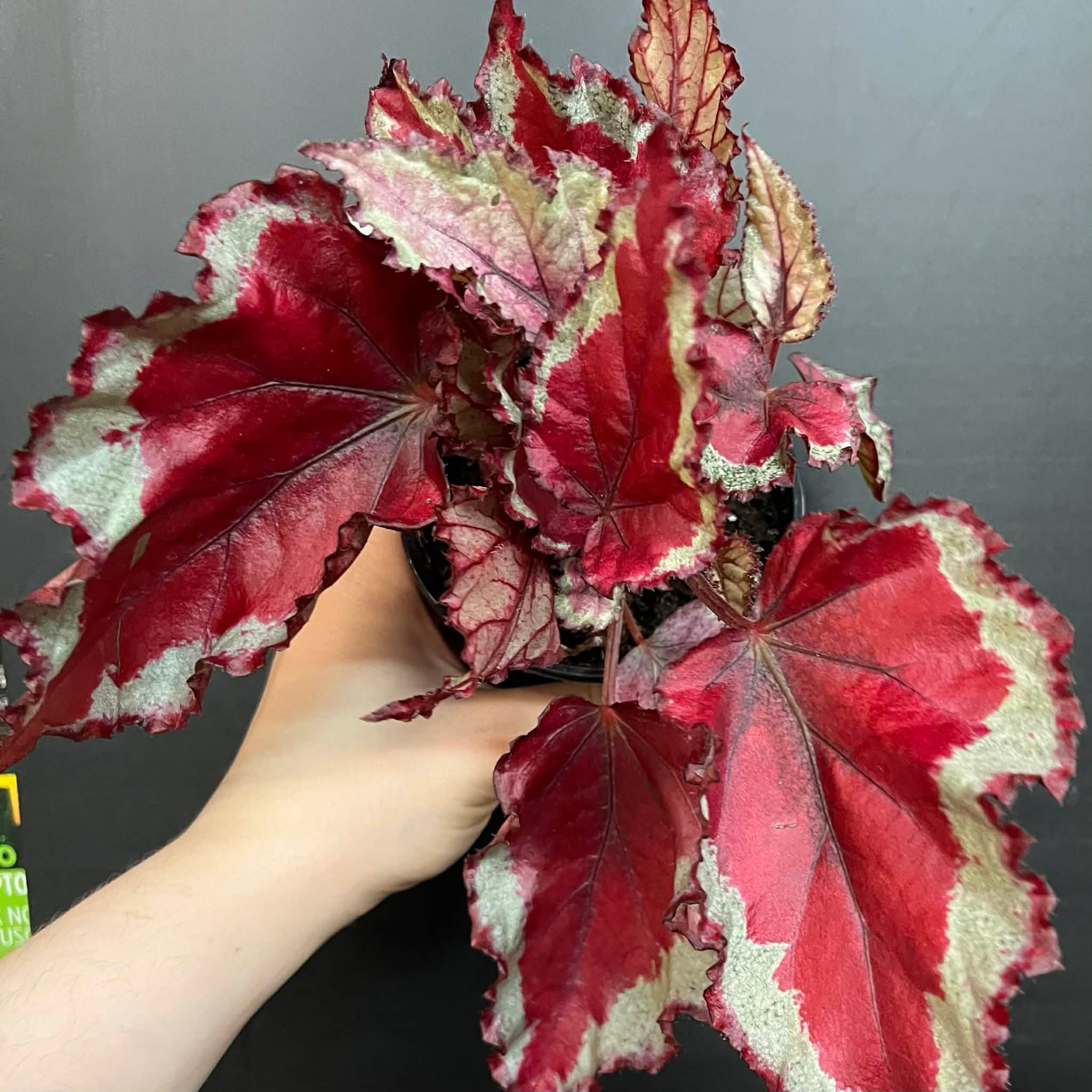 Magazoo Begonia Rex 'Rose Splash' Plant 9cm