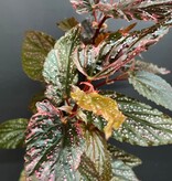 Magazoo Begonia Maculata 'Pink Dot' | 10cm