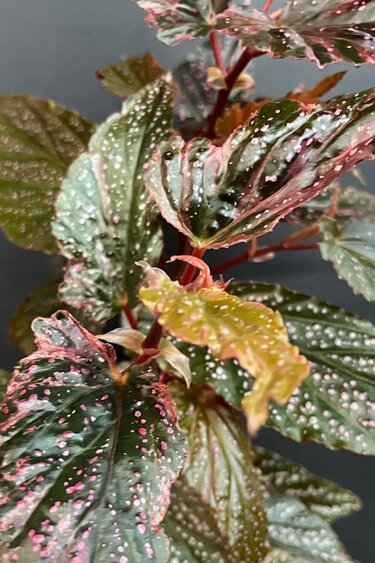 Magazoo Begonia Maculata 'Pink Dot' | 10cm