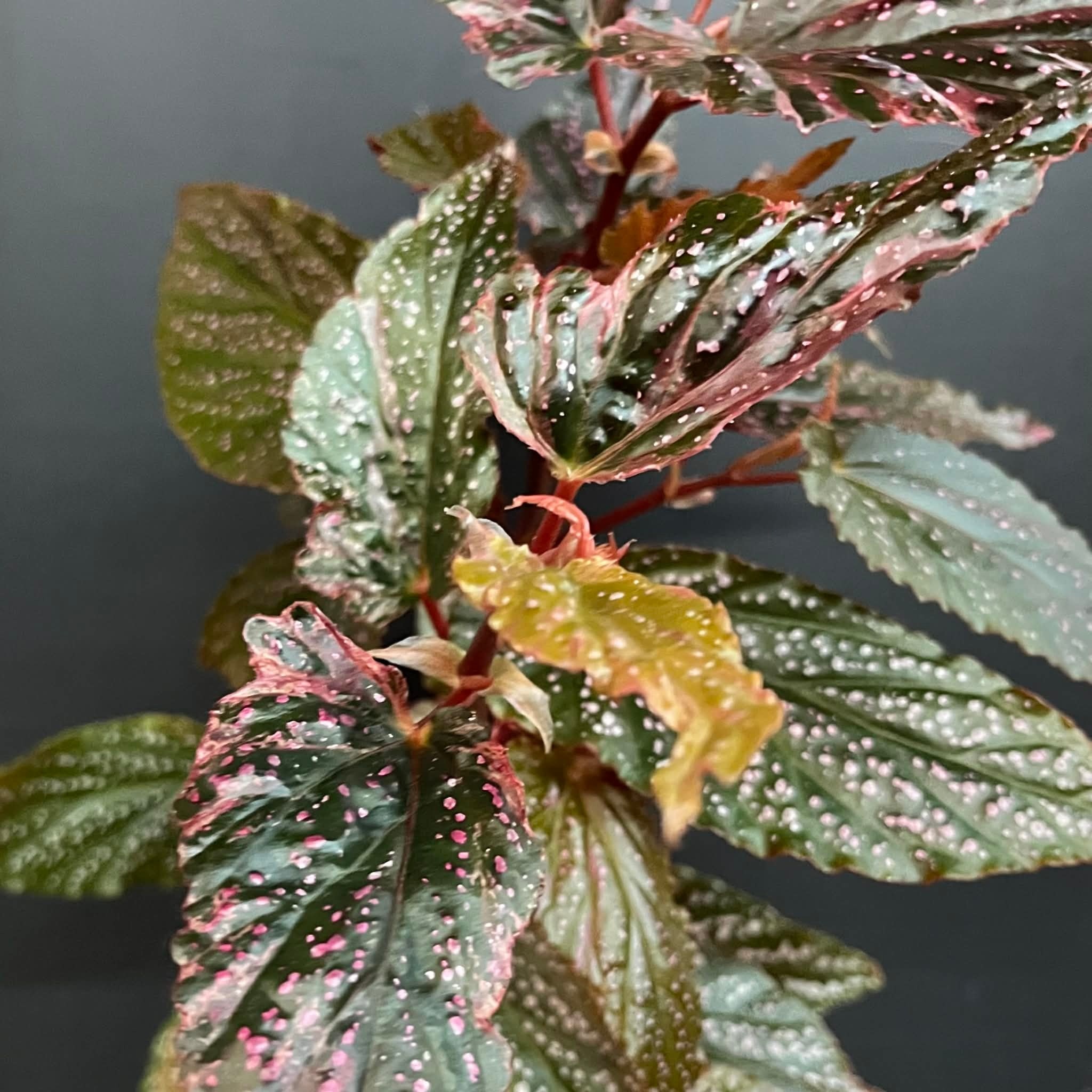 Magazoo Begonia Maculata 'Pink Dot' | 10cm