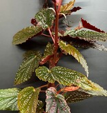 Magazoo Plante Begonia Maculata 'Pink Dot' | Bégonia 10cm