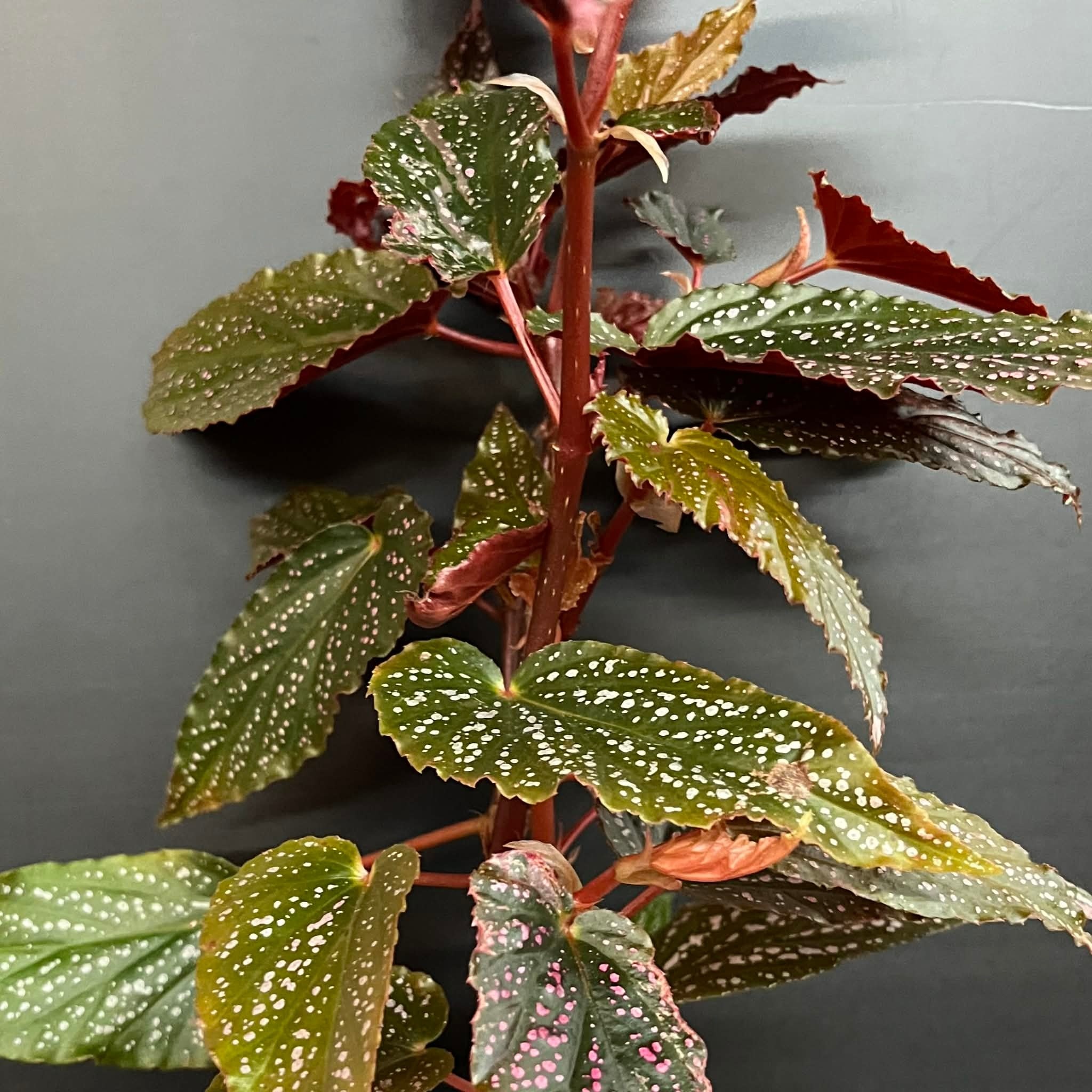 Magazoo Plante Begonia Maculata 'Pink Dot' | Bégonia 10cm