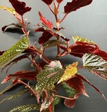 Magazoo Plante Begonia Maculata 'Pink Dot' | Bégonia 10cm