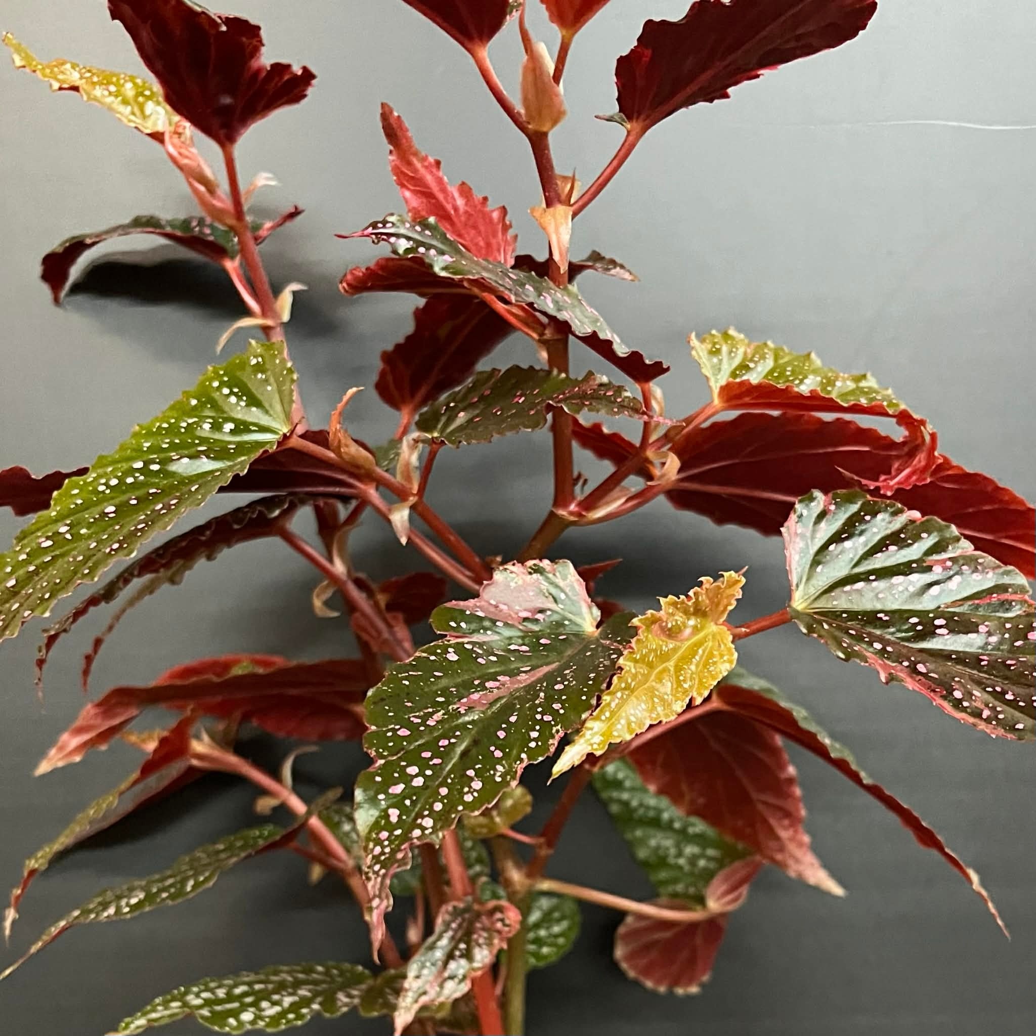 Magazoo Plante Begonia Maculata 'Pink Dot' | Bégonia 10cm