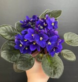 Plante Violette Africaine | Saintpaulia Ionantha  mauve 10cm