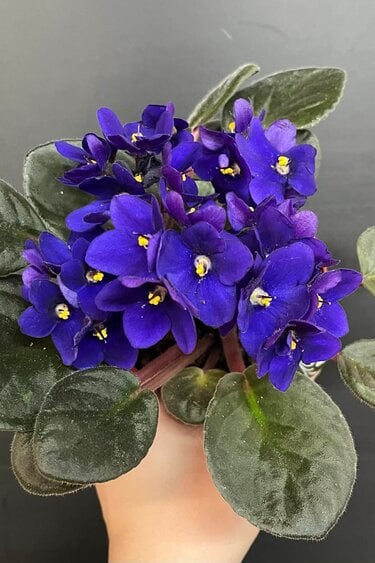 African Purple Plant | Saintpaulia Ionantha mauve 10cm