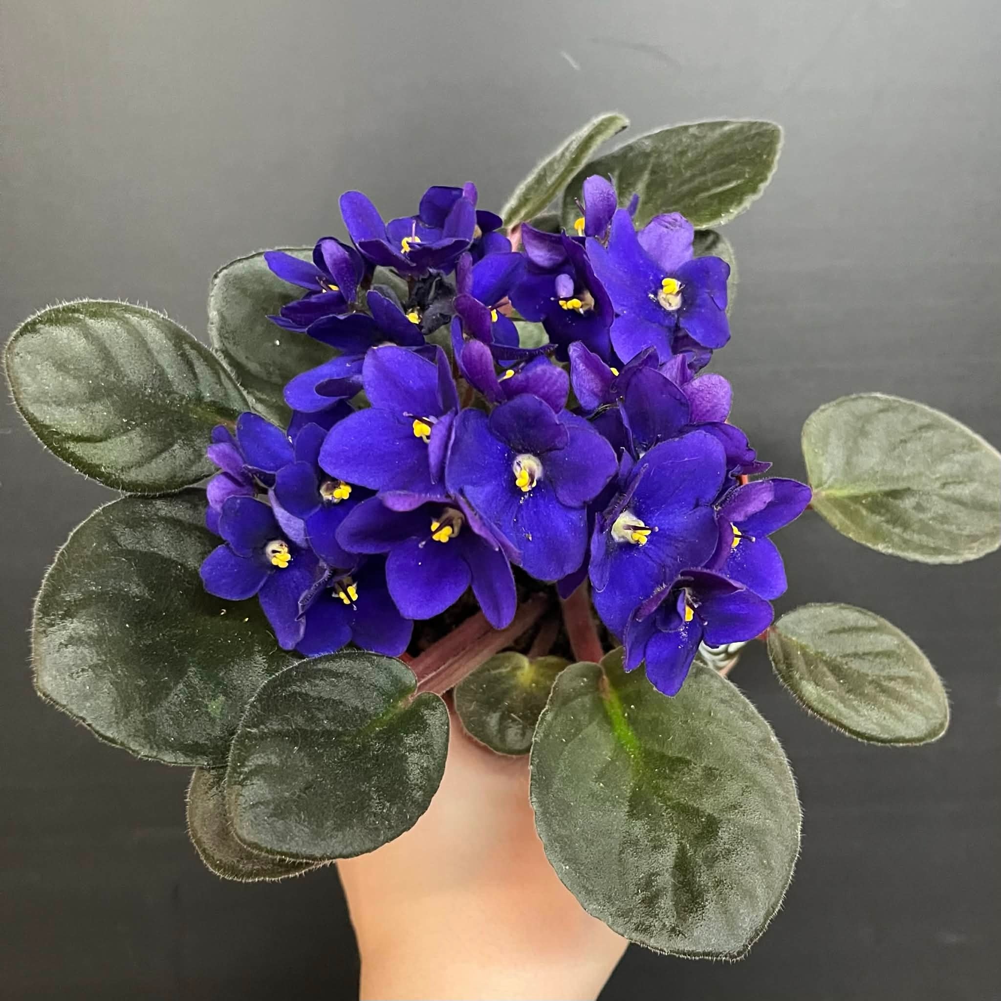 Plante Violette Africaine | Saintpaulia Ionantha  mauve 10cm