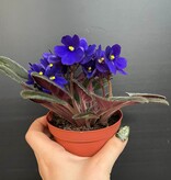 Plante Violette Africaine | Saintpaulia Ionantha  mauve 10cm