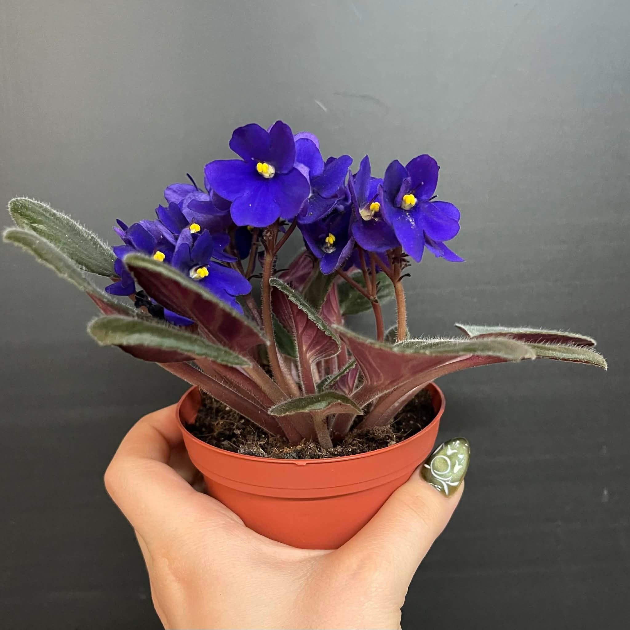 African Purple Plant | Saintpaulia Ionantha mauve 10cm