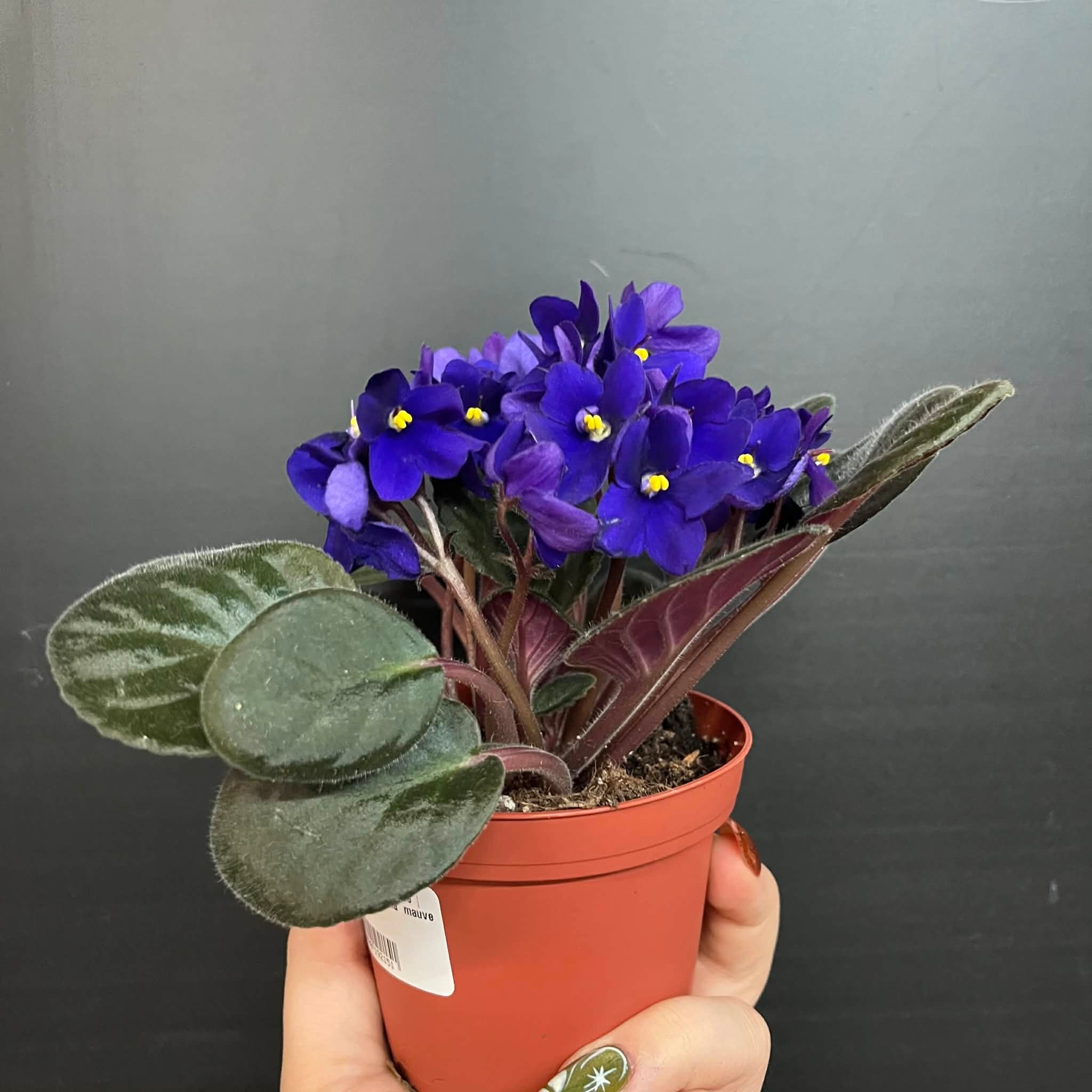 Plante Violette Africaine | Saintpaulia Ionantha  mauve 10cm