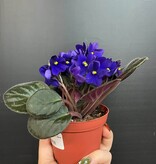 African Purple Plant | Saintpaulia Ionantha mauve 10cm