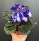 Plante Violette Africaine | Saintpaulia Ionantha  Mauve (Extérieur) - Blanc (Intérieur) 10cm