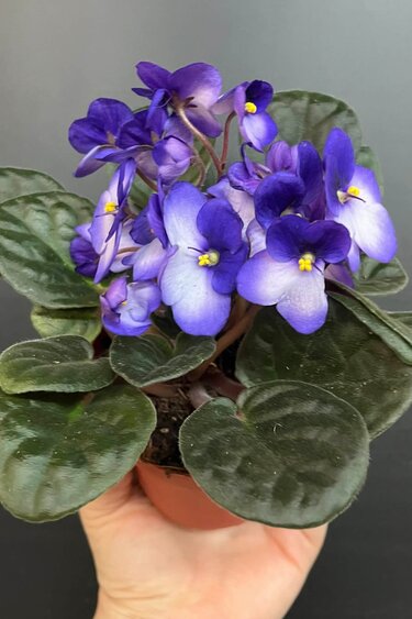 Plante Violette Africaine | Saintpaulia Ionantha  Mauve (Extérieur) - Blanc (Intérieur) 10cm