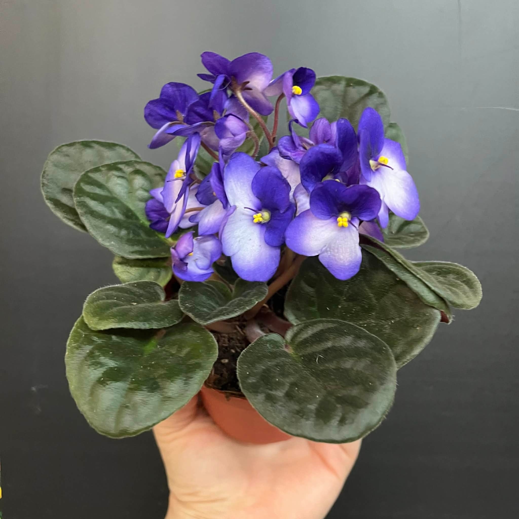 Plante Violette Africaine | Saintpaulia Ionantha  Mauve (Extérieur) - Blanc (Intérieur) 10cm