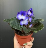 African Purple Plant | Saintpaulia Ionantha Mauve (Outside) - White (Inside) 10cm