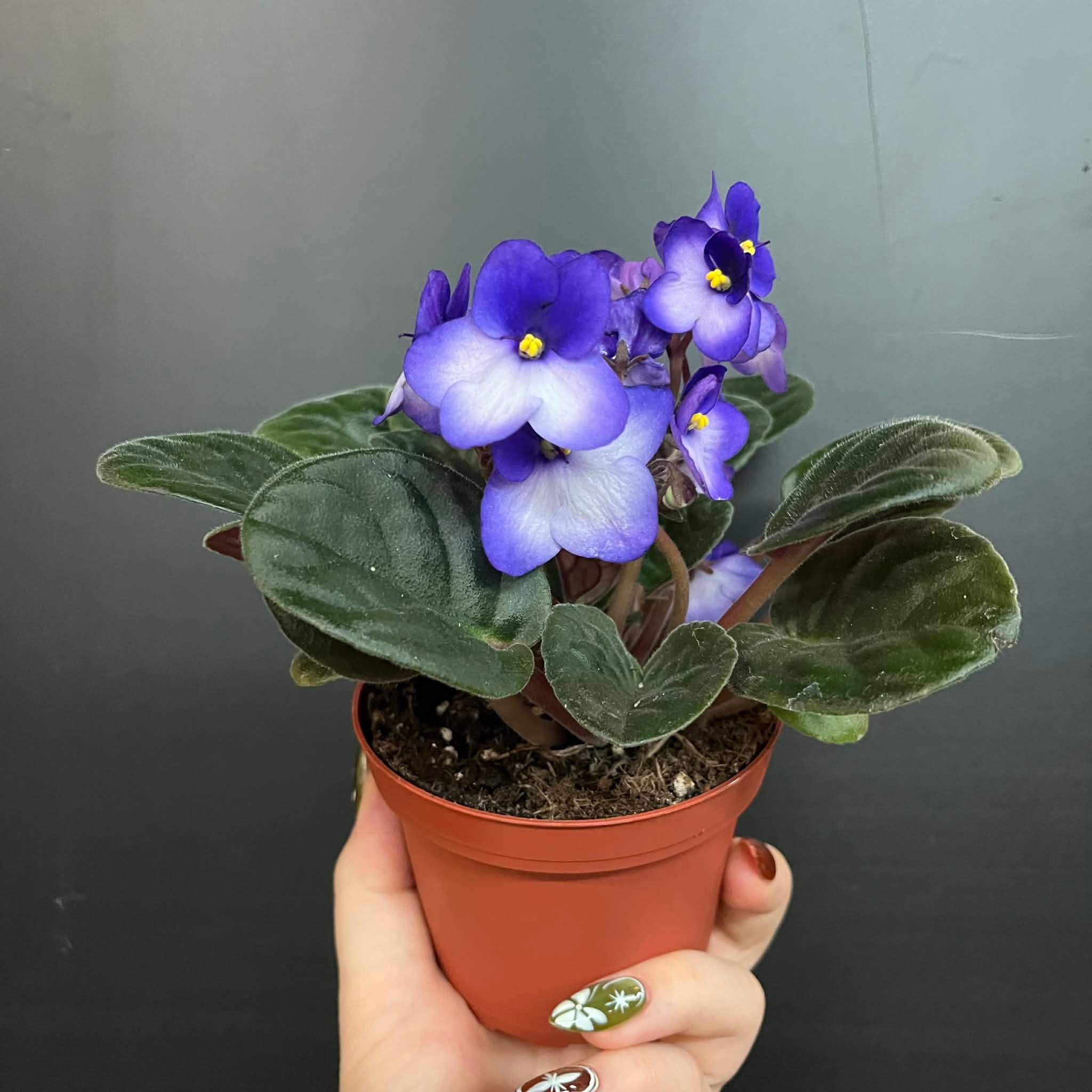 African Purple Plant | Saintpaulia Ionantha Mauve (Outside) - White (Inside) 10cm