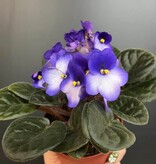 Plante Violette Africaine | Saintpaulia Ionantha  Mauve (Extérieur) - Blanc (Intérieur) 10cm