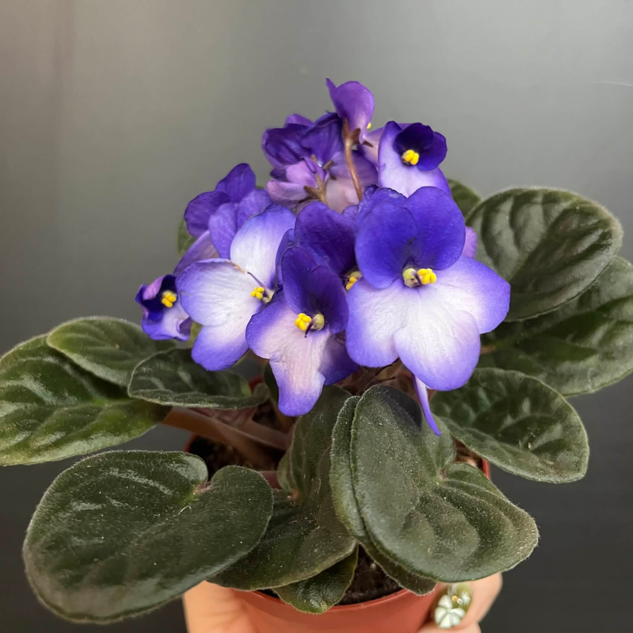 African Purple Plant | Saintpaulia Ionantha Mauve (Outside) - White (Inside) 10cm