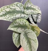 Magazoo Scindapsus Pictus 'Exotica' | Silver PothosPothos