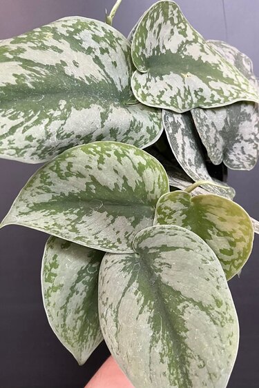 Magazoo Plante Scindapsus Pictus 'Exotica' | Pothos argenté