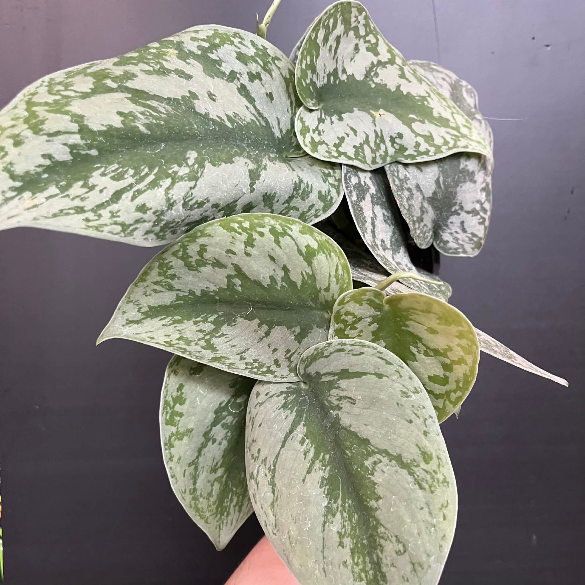 Magazoo Scindapsus Pictus 'Exotica' | Silver PothosPothos