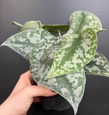 Magazoo Scindapsus Pictus 'Exotica' | Pothos argenté