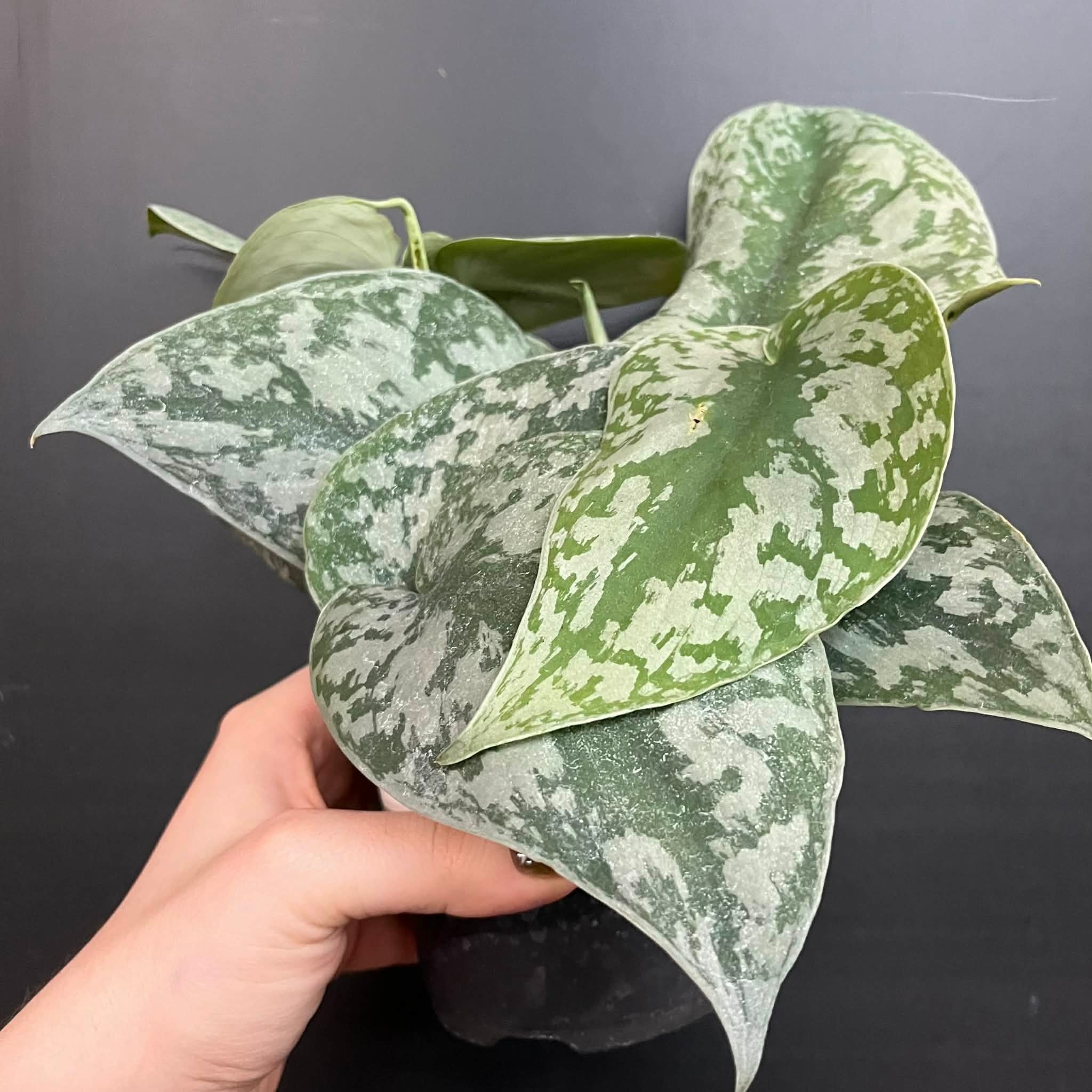 Magazoo Scindapsus Pictus 'Exotica' | Pothos argenté