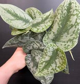 Magazoo Scindapsus Pictus 'Exotica' | Pothos argenté