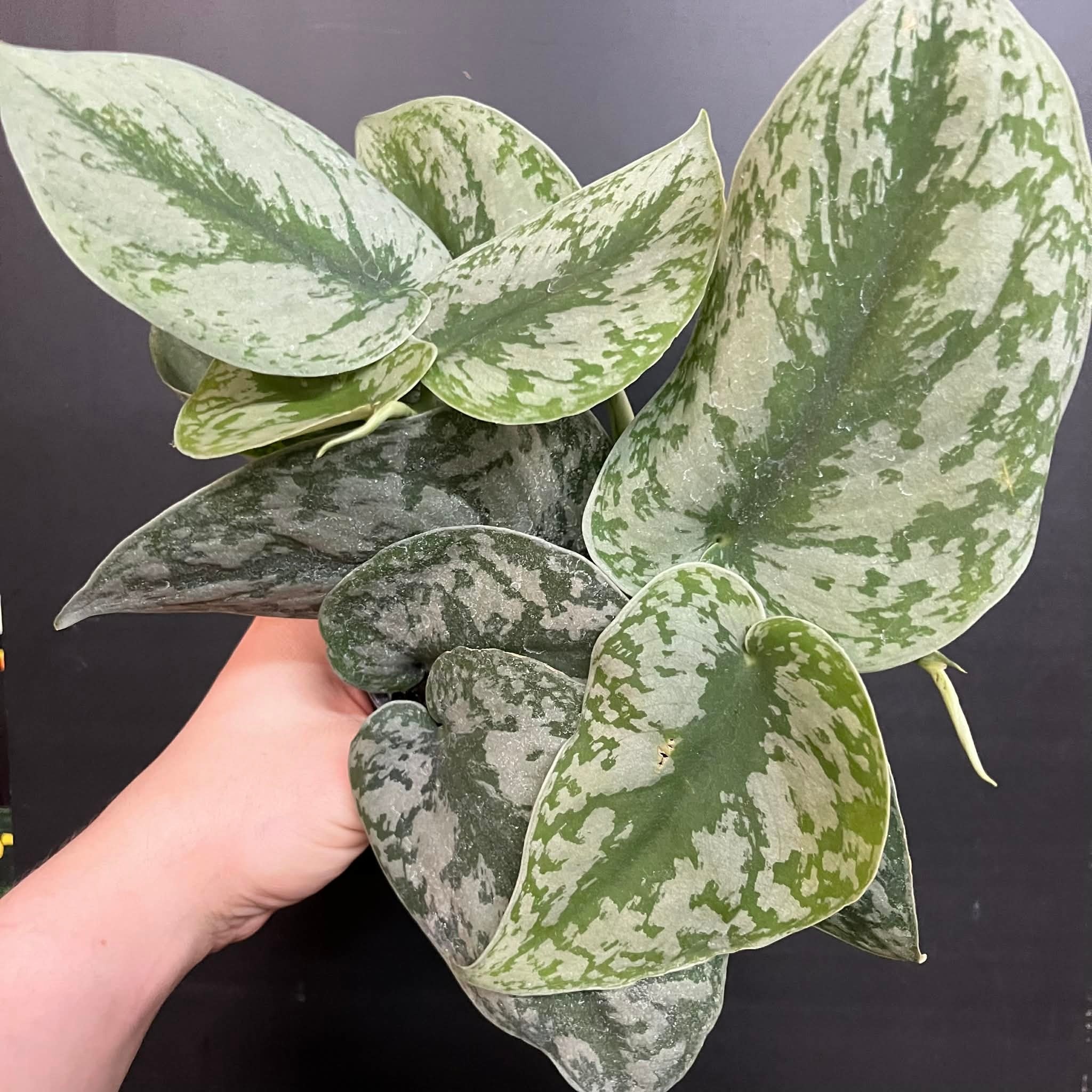 Magazoo Scindapsus Pictus 'Exotica' | Silver PothosPothos