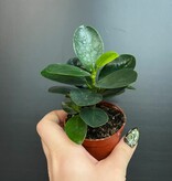 Magazoo Plante Ficus Microcarpa 'Green Island' 6cm