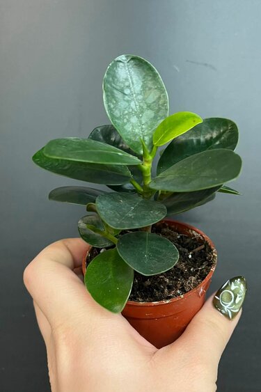 Magazoo Plante Ficus Microcarpa 'Green Island' 6cm