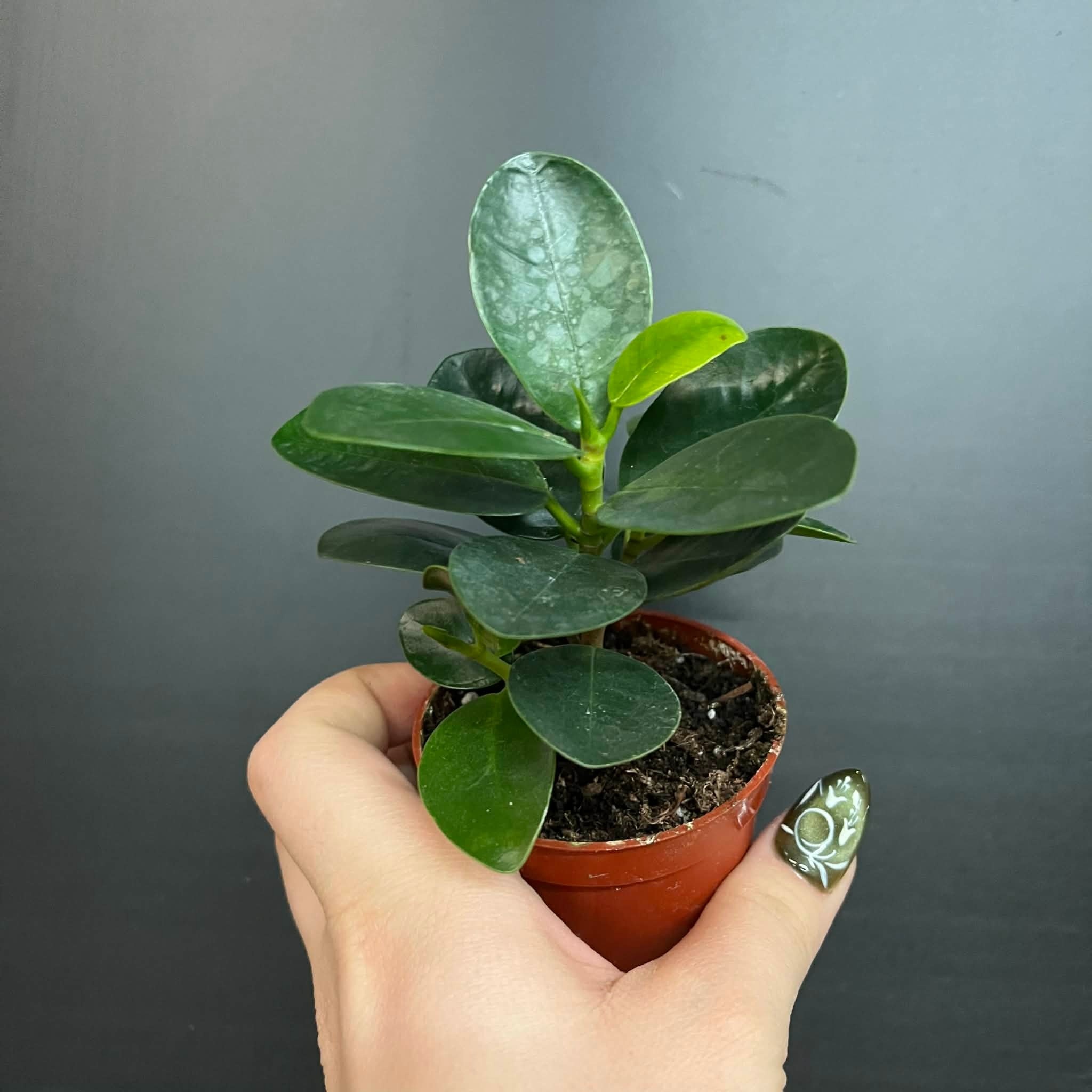 Magazoo Plante Ficus Microcarpa 'Green Island' 6cm