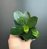 Magazoo Ficus Microcarpa 'Green Island' Plant 6cm