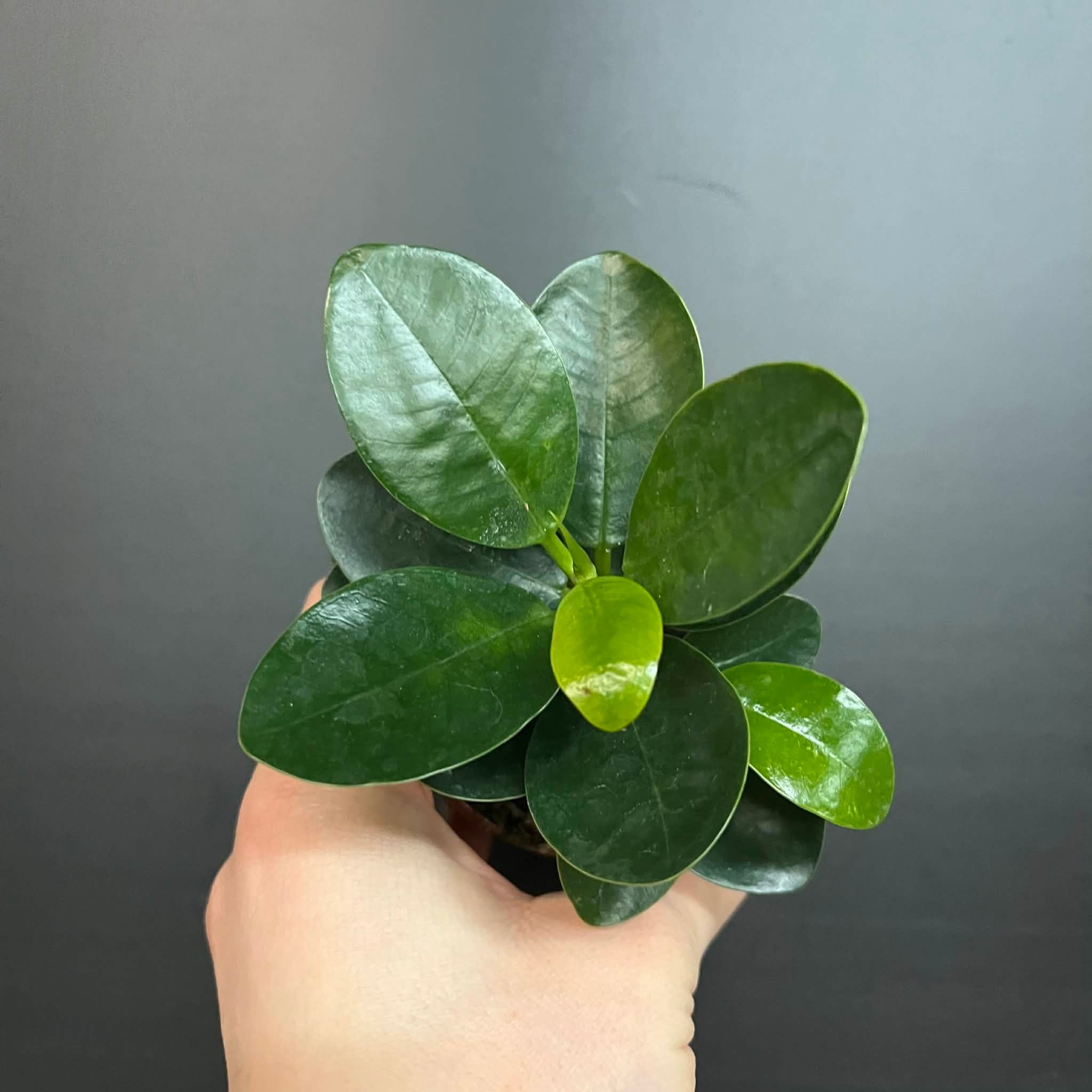Magazoo Plante Ficus Microcarpa 'Green Island' 6cm