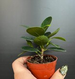 Magazoo Plante Ficus Microcarpa 'Green Island' 6cm