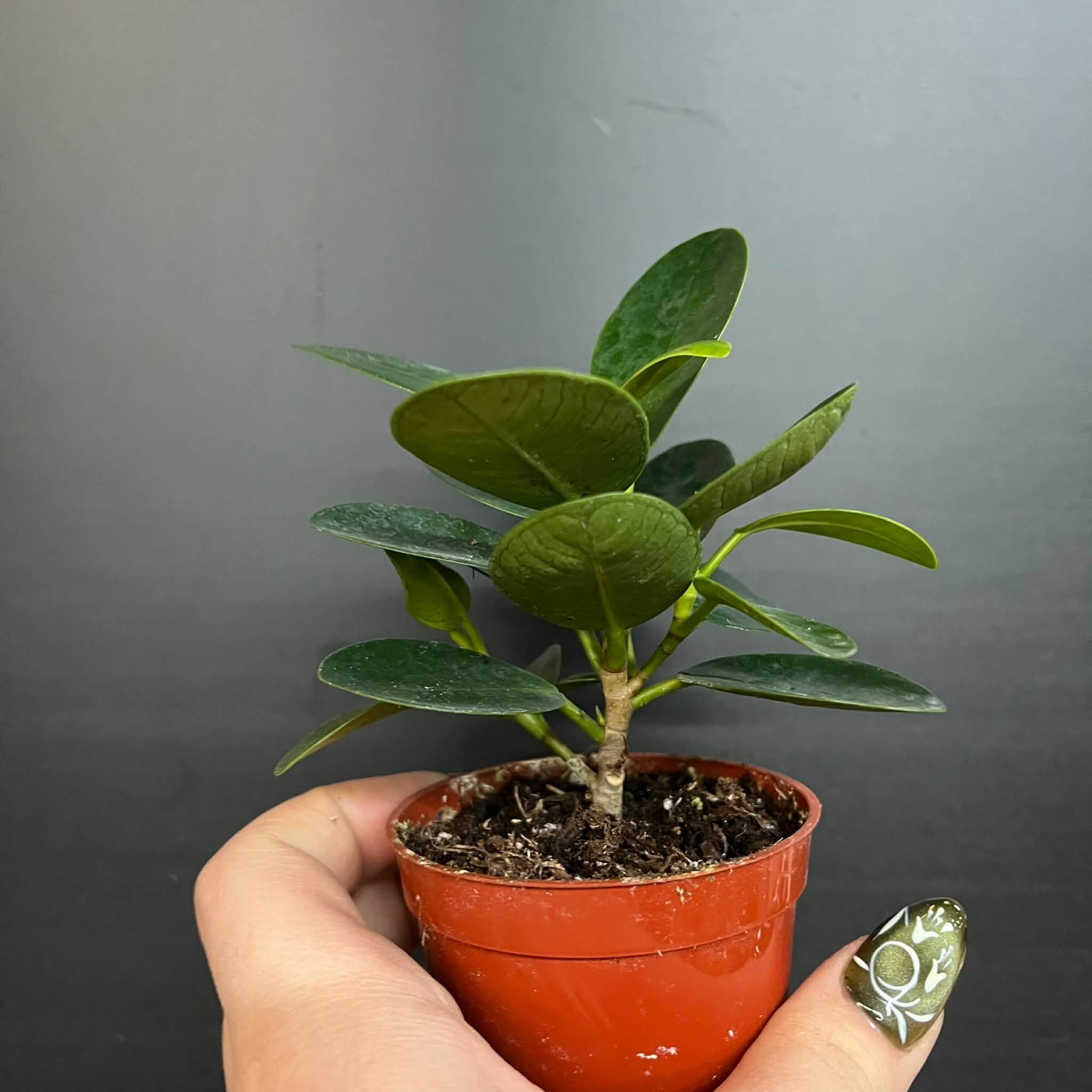 Magazoo Plante Ficus Microcarpa 'Green Island' 6cm