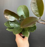 Magazoo Plante Hoya 'Australis' - 6 cm