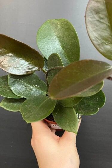 Magazoo Hoya 'Australis' Plant - 6 cm