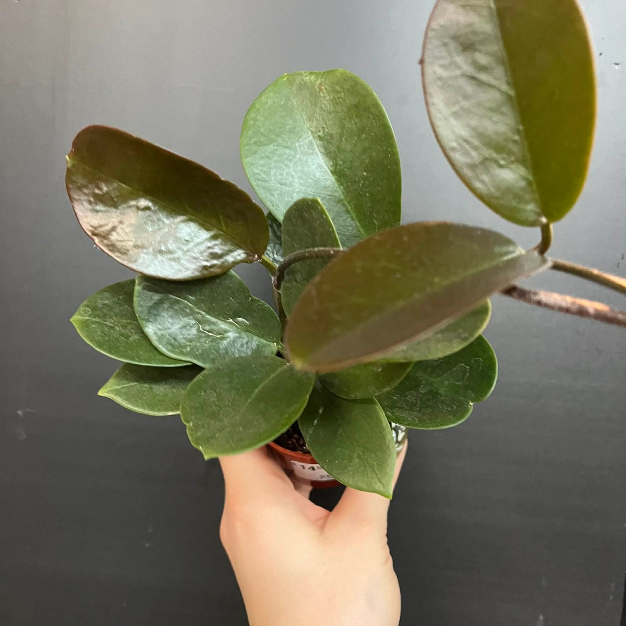 Magazoo Plante Hoya 'Australis' - 6 cm