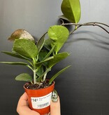 Magazoo Plante Hoya 'Australis' - 6 cm