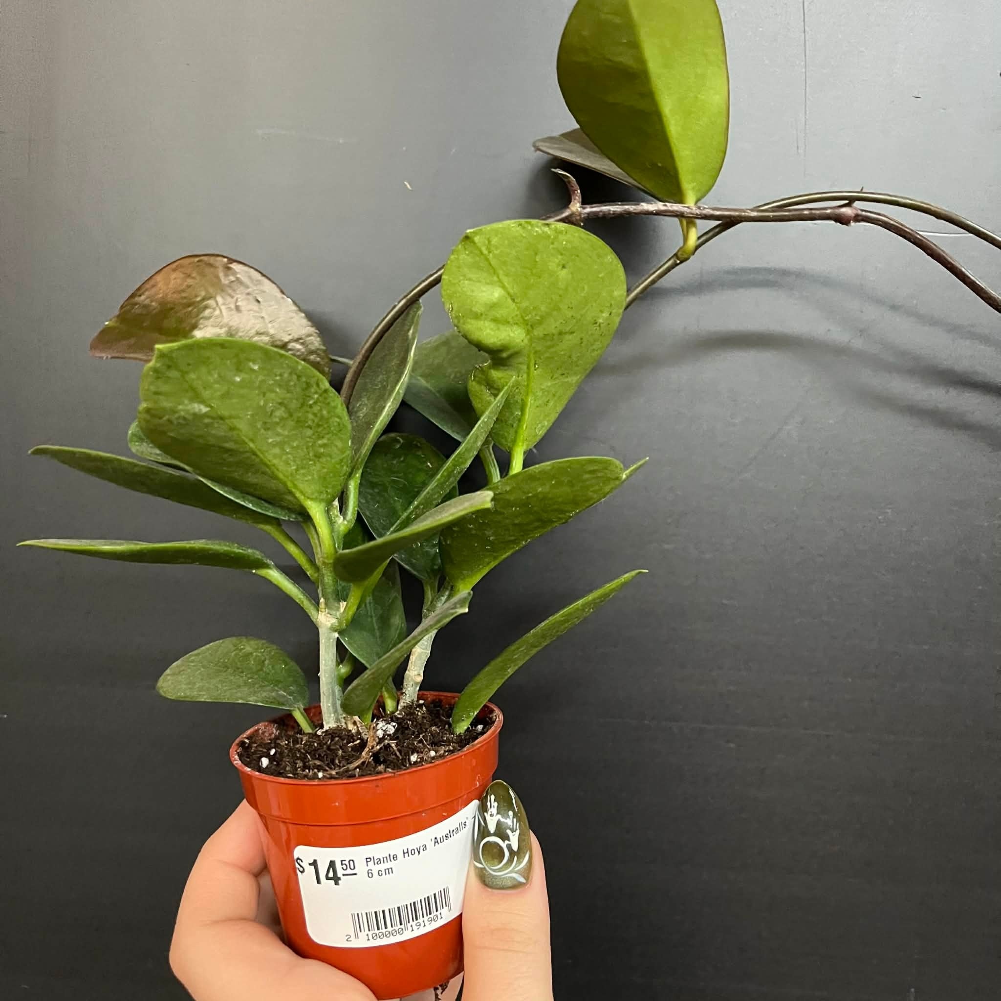 Magazoo Hoya 'Australis' Plant - 6 cm