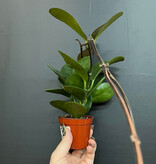 Magazoo Hoya 'Australis' Plant - 6 cm