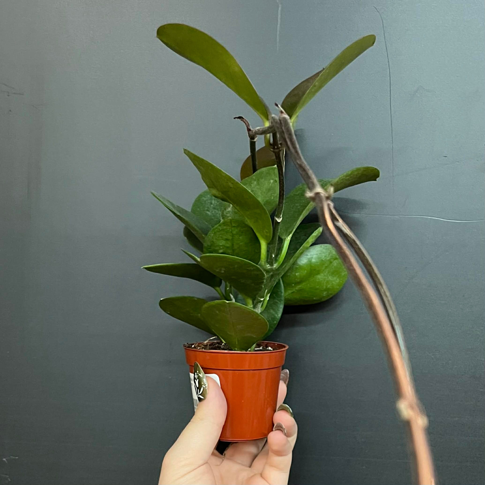 Magazoo Hoya 'Australis' Plant - 6 cm