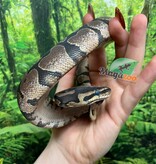Magazoo Baby Female Sugar Ball Python