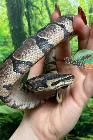 Magazoo Baby Female Sugar Ball Python