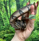 Magazoo Python royal Sugar Bébé Femelle